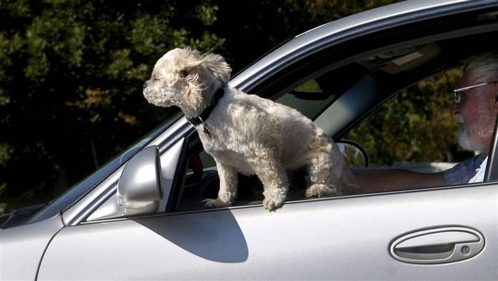 <p>A small dog leans out of a window in Great Falls, Montana. In most states it’s legal for animals to sit in drivers’ laps or be unrestrained in cars. Traffic safety experts say that’s dangerous for both motorists and animals. </p>