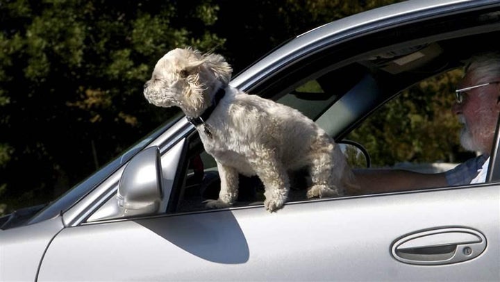 A small dog leans out of a window in Great Falls, Montana. In most states it’s legal for animals to sit in drivers’ laps or b