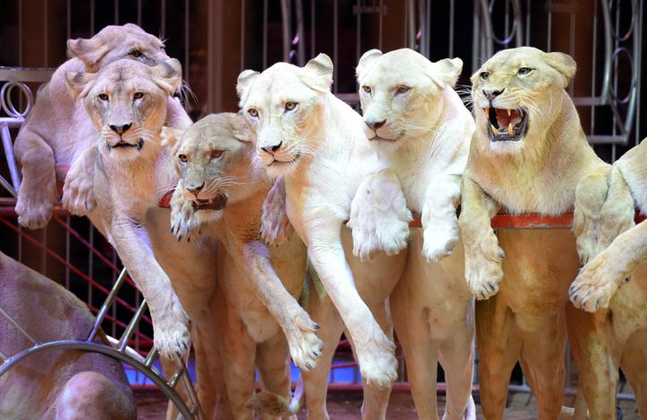 Wild animals like lions, elephants, bears and camels frequently feature in traveling circuses.