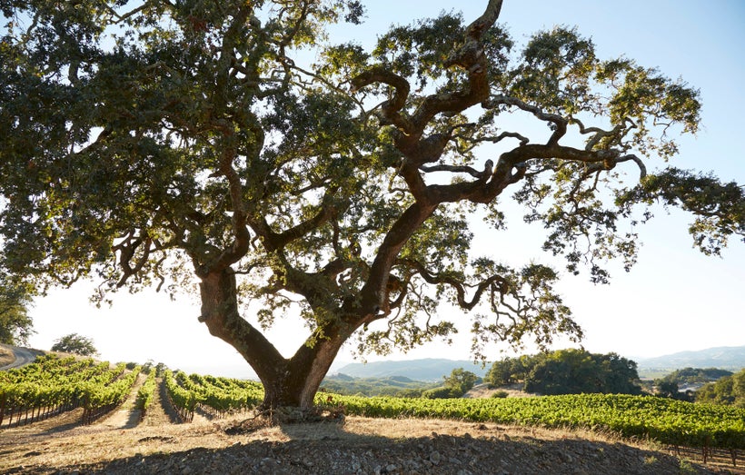 Photograph of Jordan Winery