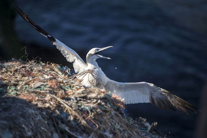 An adult northern gannet on RSPB Grassholm Island entangled in discarded ghost fishing gear, he was rescued by the RSPB