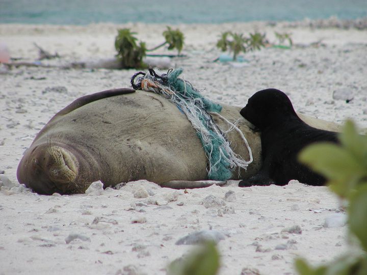 A Hawaiian monk seal, entangled in marine debris, rests on the beach with her pup