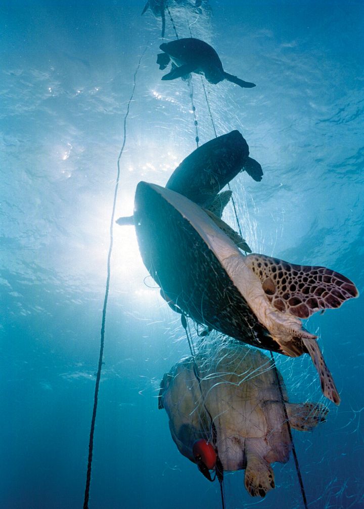 A ghost net, entangling deceased sea turtles, off the coast of Bahia, Brazil