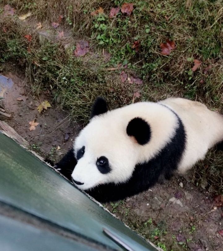 Young Panda Bear in Sichuan Province