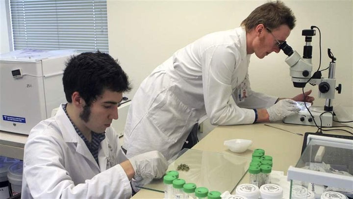 Connor Hellings and Jonathan Rupp work on marijuana samples at CannTest, a commercial marijuana testing laboratory in Alaska.