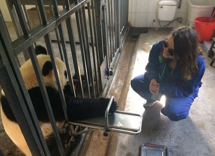 how-to-hold-a-baby-panda-in-china-huffpost