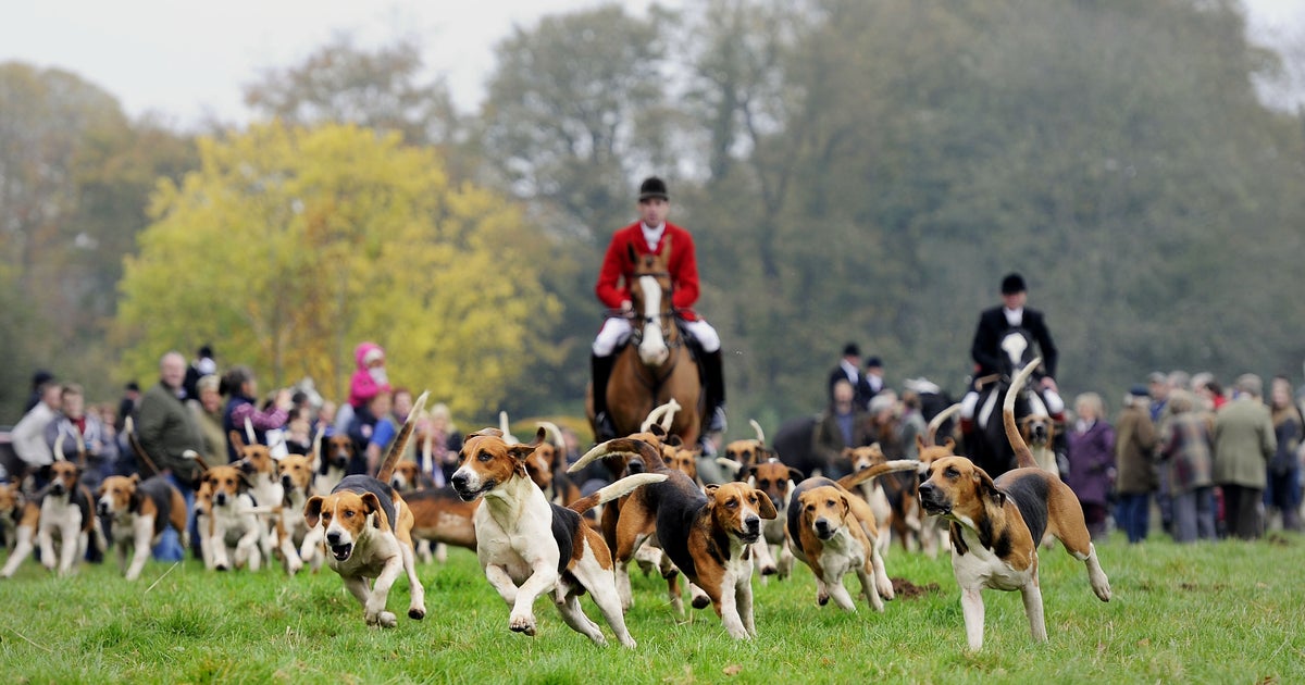 Boxing Day Hunts: Fox Hunting Opposition At An All Time ...