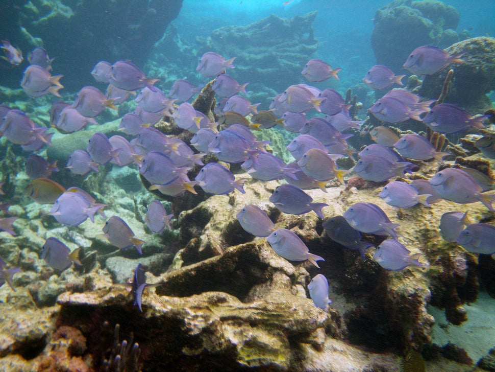 Snorkelingdives.com