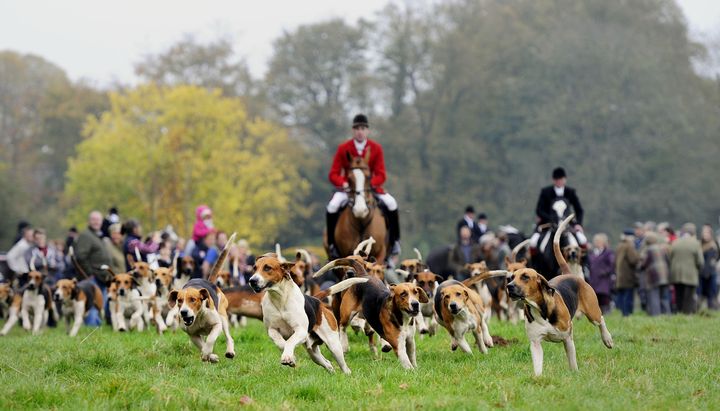 Opposition to fox hunting is at an all-time high, latest figures reveal. File image.