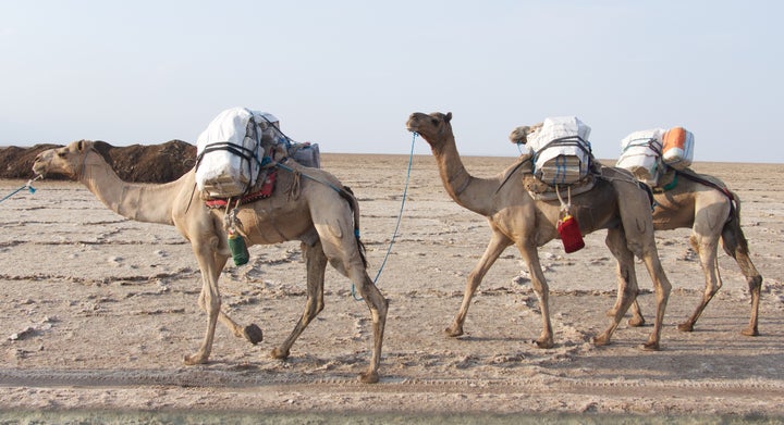 <p>Camels at the salt lake near Hamed Ela</p>