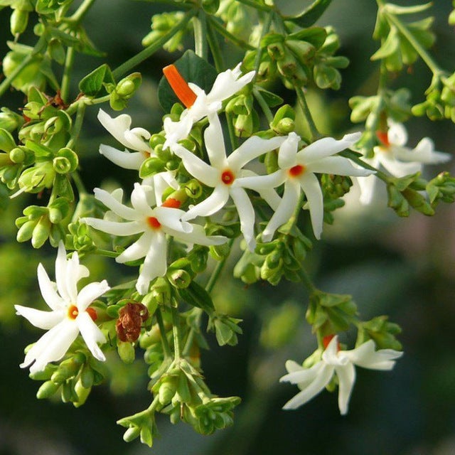 <p>Night Jasmine</p>