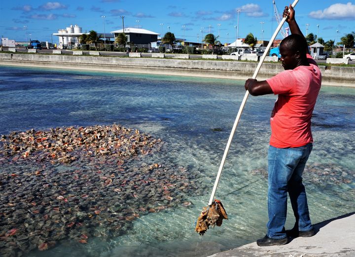 Pulling conch out of the sea, where it is kept alive until serving