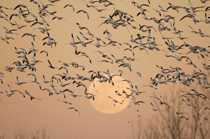 Snow geese wintering in Bosque del Apache National Wildlife Refuge in Rio Grande, New Mexico.