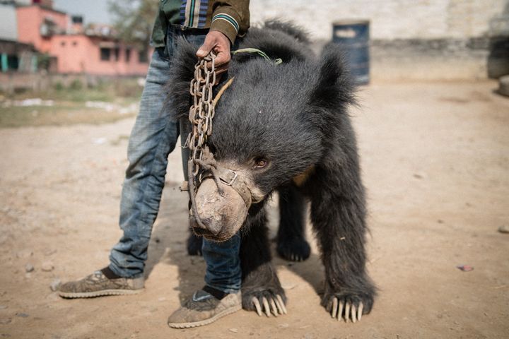 The bears confiscated from handlers in Nepal had suffered years of cruelty, animal protection groups say.