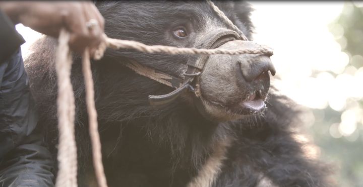 One of the bears being led to a temporary living situation at a Nepal national park.