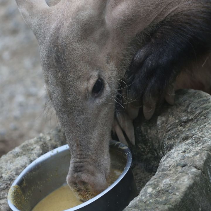 Misha the nine-year-old aardvark lost her life in the blaze 