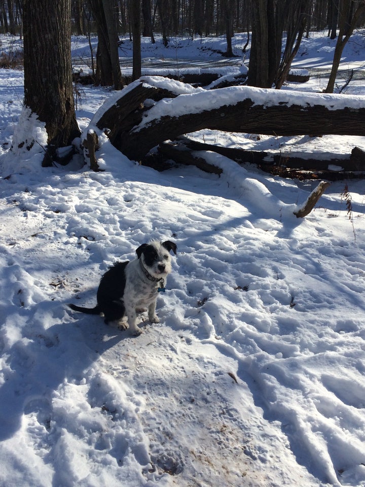 <p>Lily, at her dog park.</p>