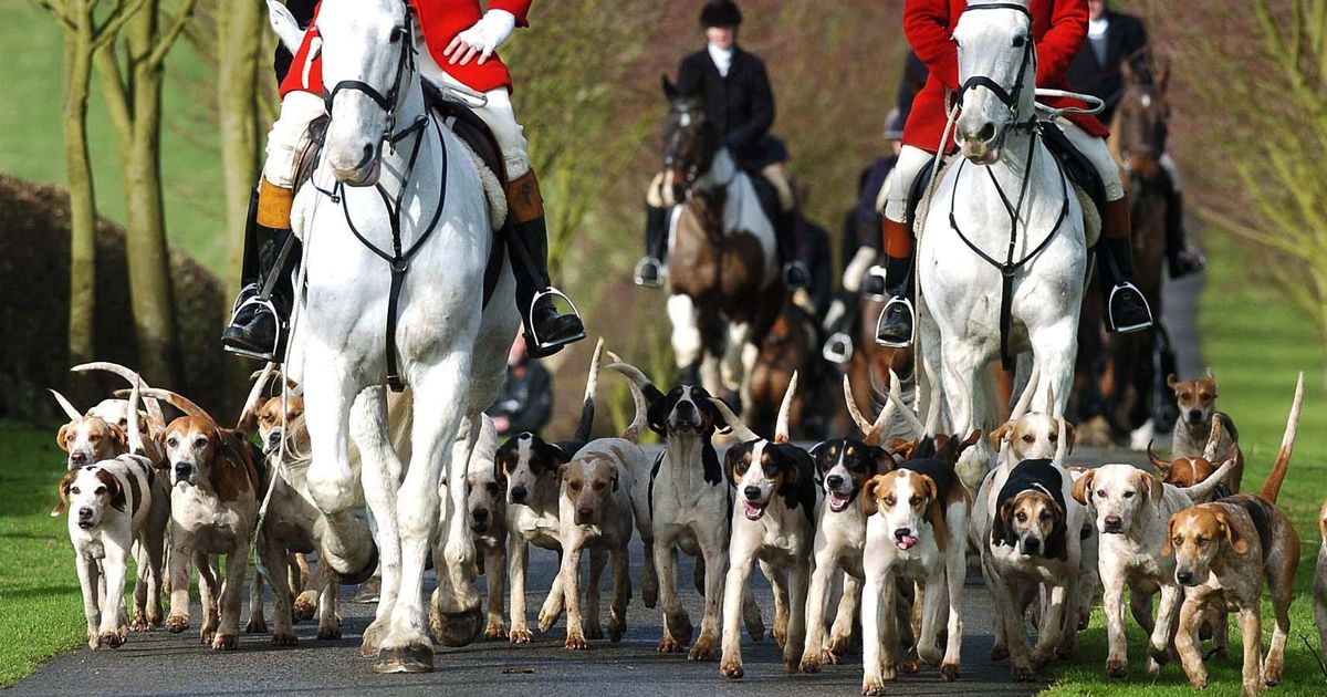 Great Thurlow Hunt Police Investigation Launched Following Claims Fox ...