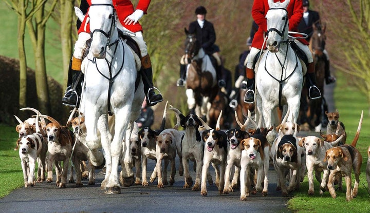 Police are investigating following claims a fox was illegally killed during a Boxing Day hunt. File image.