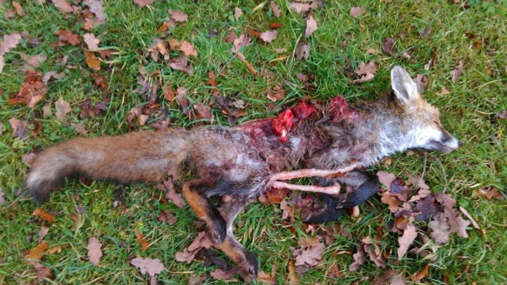 Hunt Saboteurs posted this graphic picture of a fox allegedly killed by hounds during the hunt.