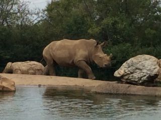 <p>The rhino pond at Nashville Zoo</p>