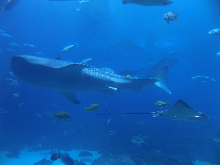 <p>Georgia Aquarium</p>