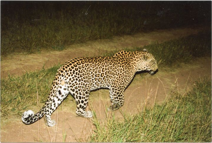 Leopard in South Africa 