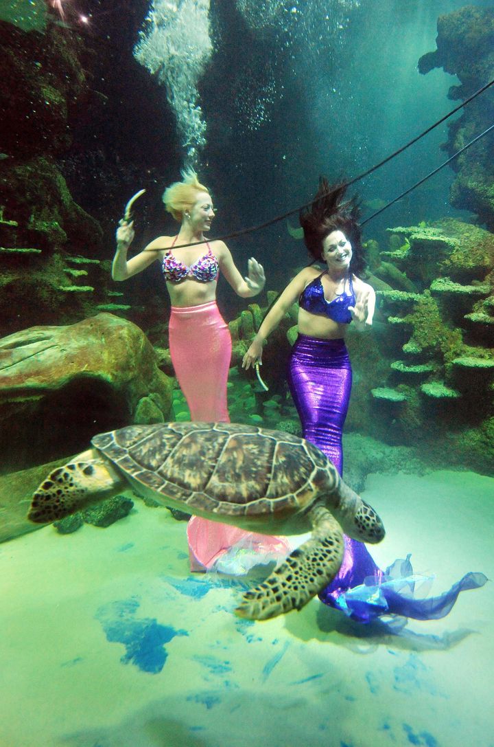 Stayce McConnell, left, and Marcy Shannon perform an underwater show with a turtle at Weeki Wachee State Park.
