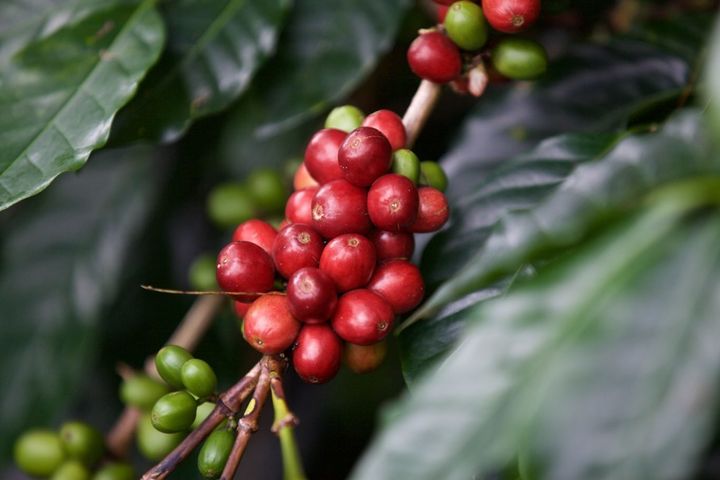 Unpredictable weather is damaging coffee flowers and cherries in Sumatra, Indonesia 