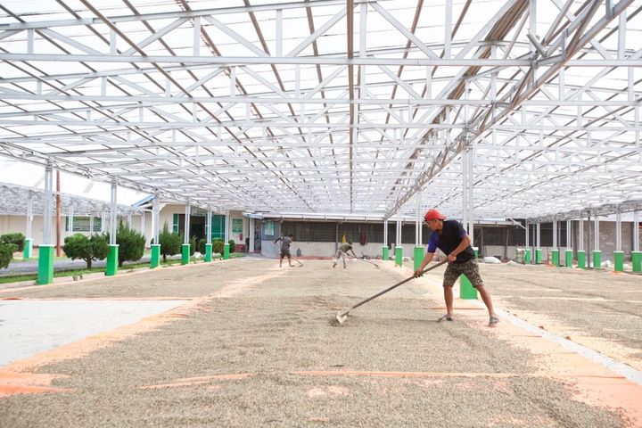 Co-operatives have built canopies to protect drying coffee from the rain