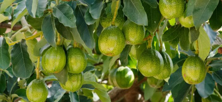 Ripening avocados.