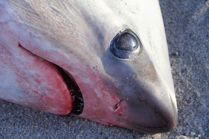 A thresher shark found on a Cape Cod, Massachusetts, beach was likely a victim of the cold.