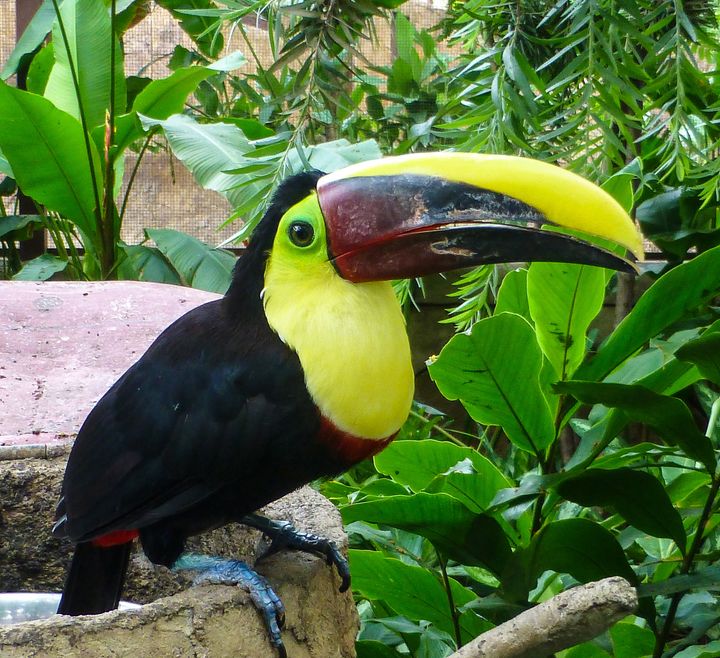 Keel-billed toucans, bright-colored and slow-flying, are easy to spot in Costa Rica’s dense rain forests, Villa Manzu, Costa Rica. 