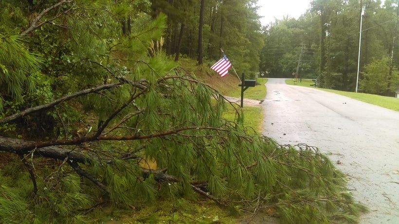 Downed tree from Hurricane Irma in Georgia. Photo by the author.