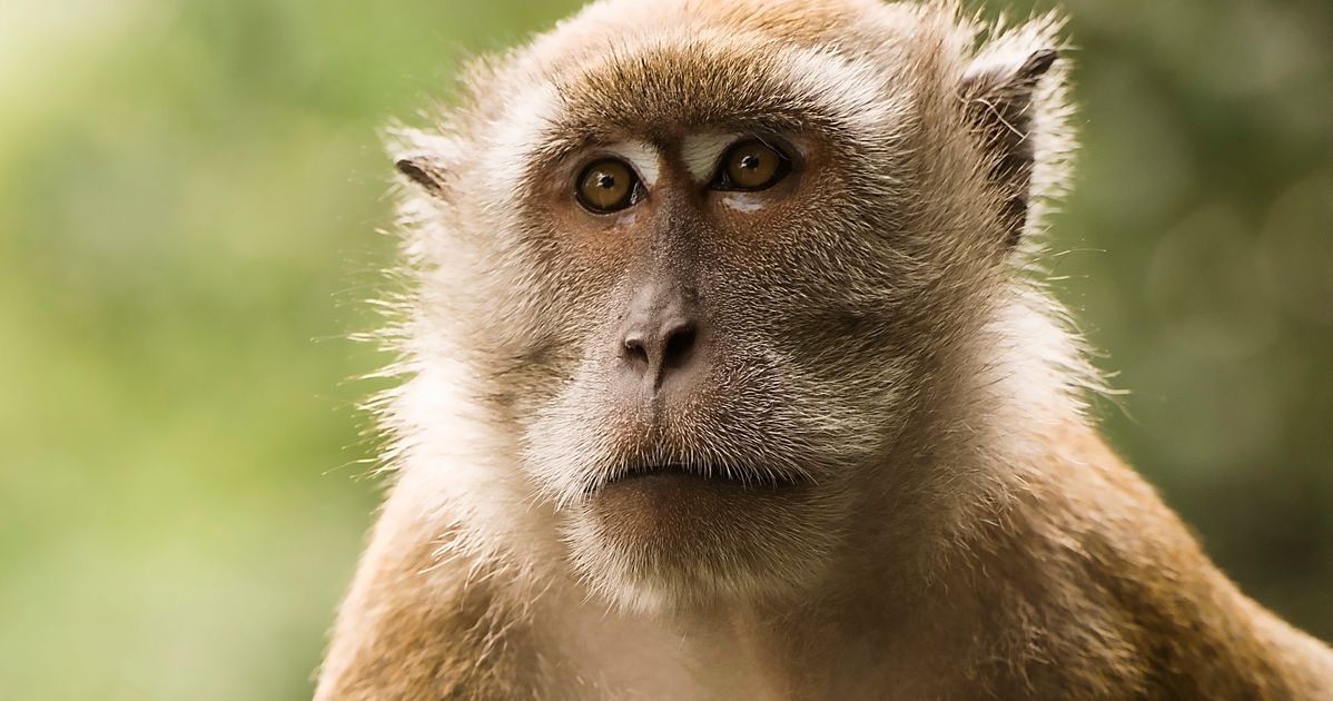 Woburn Safari Park Fire Kills 13 Patas Monkeys | HuffPost UK News