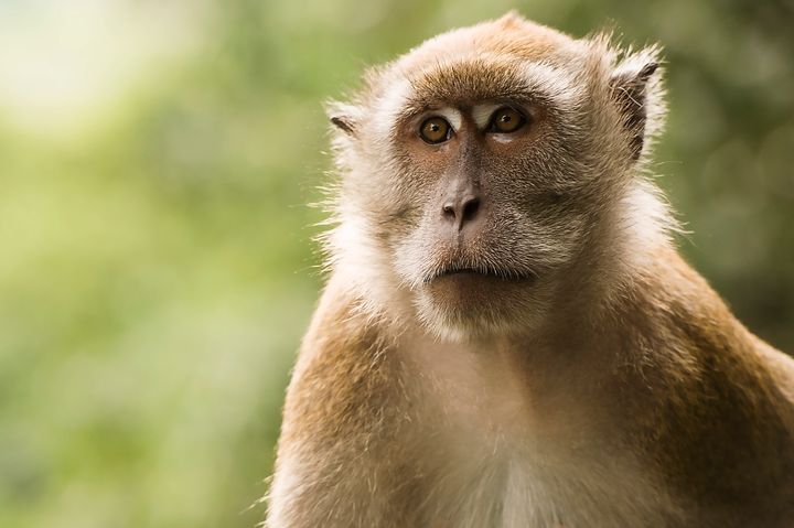 13 Patas monkeys perished in the blaze (file picture) 