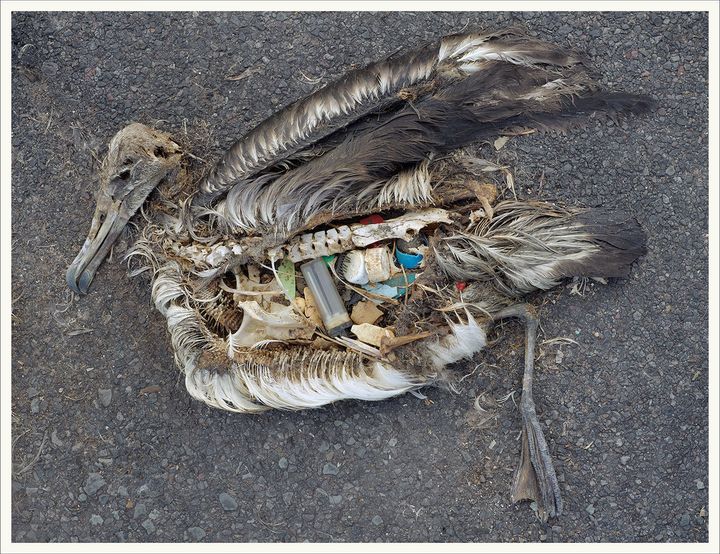 'In my eight trips to Midway I lost count of how many birds I witnessed choking on cigarette lighters, toothbrushes, bottle caps, and other plastic junk.'