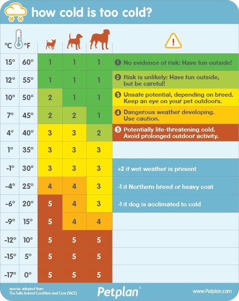  A good rule of paw is if it feels too cold for you, it’s probably cold to your pet. But if you’re looking for more specific guidelines, check out this chart created by Petplan’s veterinarians.