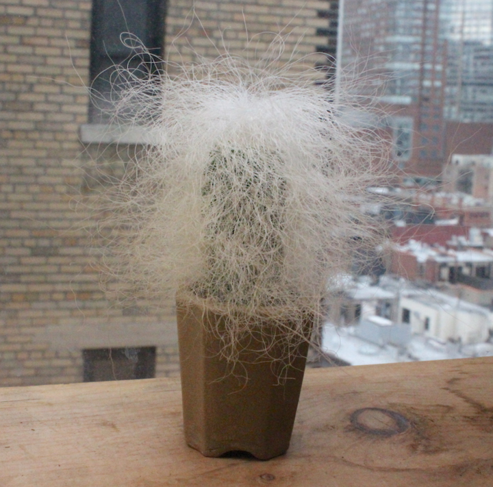 <p>Cephalocereus Senilis (Cactus) - AKA Bernie Sanders.</p>