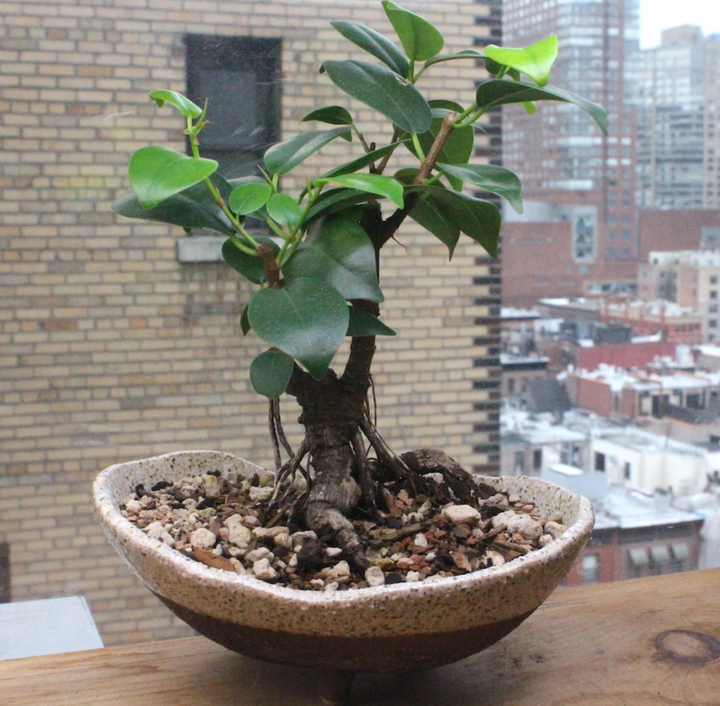 Ficus Benjamina - They have cool aerial roots that remind me of Banyan trees in Hawaii. They’re also awesome for beginner indoor bonsai. 