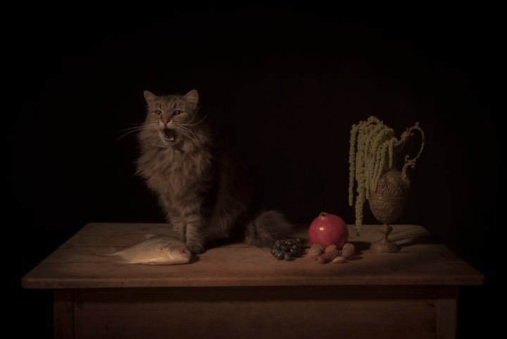 <p>Tami Bahat: The Feline</p>