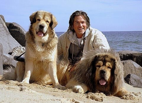 Wayne Scot Lucas with Mastiffs
