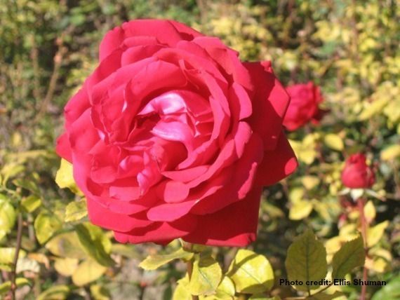 Bulgarian roses