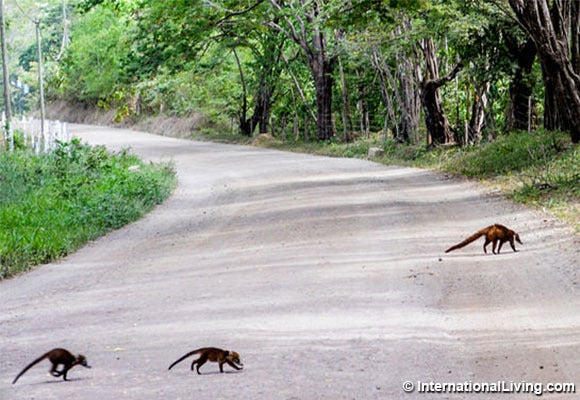 <p>Family of coatimundis cross the road, Tamarindo, Costa Rica.</p>