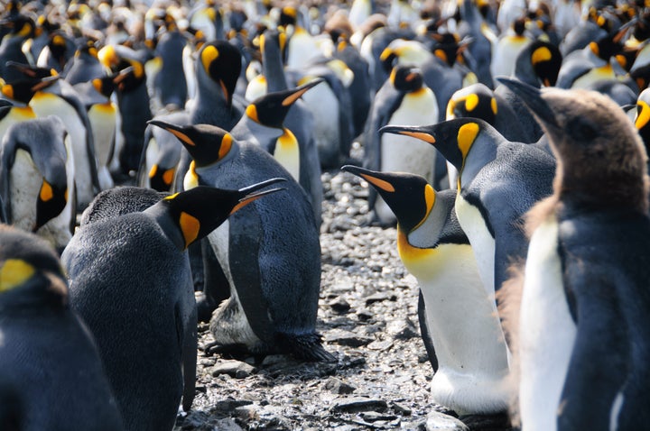 King penguins at Salisbury Plains, South Georgia, near Antarctica. King penguins are able to withstand extremely cold temperatures, but not as well as their cousins, emperor penguins.