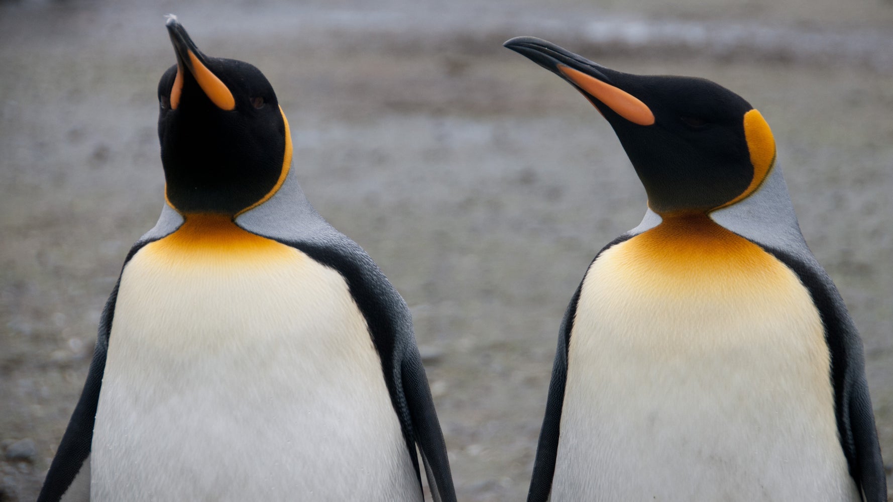 It's So Cold That A Canadian Zoo Took Extra Precautions To Protect Its Penguins | HuffPost Impact It's So Cold That A Canadian Zoo Took Extra Precautions To Protect Its Penguins | HuffPost Impact