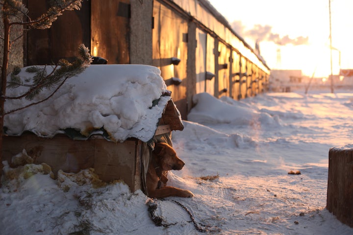 Don't let pets fall victim to the cold.