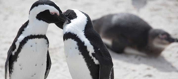 African penguins at Chicago's Lincoln Park Zoo. 