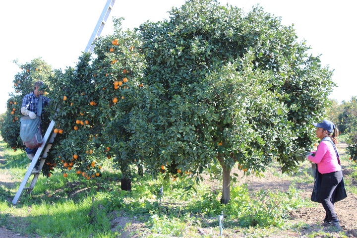 Workers harvest oranges in groves that fill the congressional district of Republican Majority Leader Kevin McCarthy of Bakersfield. Central Valley agricultural businesses rely on immigrant labor.