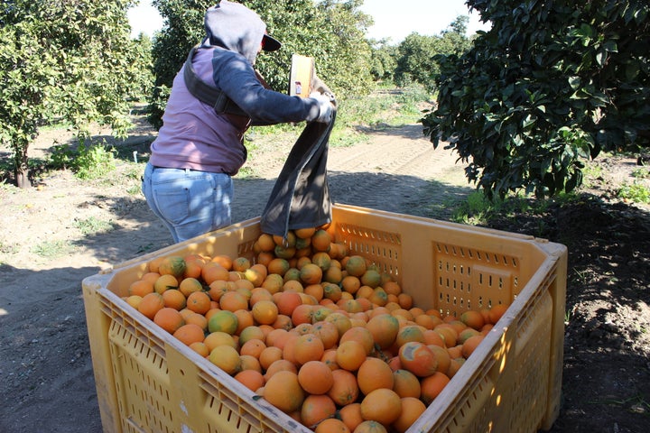 Workers earn $21 for each orange bin they fill in a grove that sits in Kern County, California. "It’s a priority for us to have a working system.” says Beatris Sanders, executive director of the Kern County Farm Bureau.